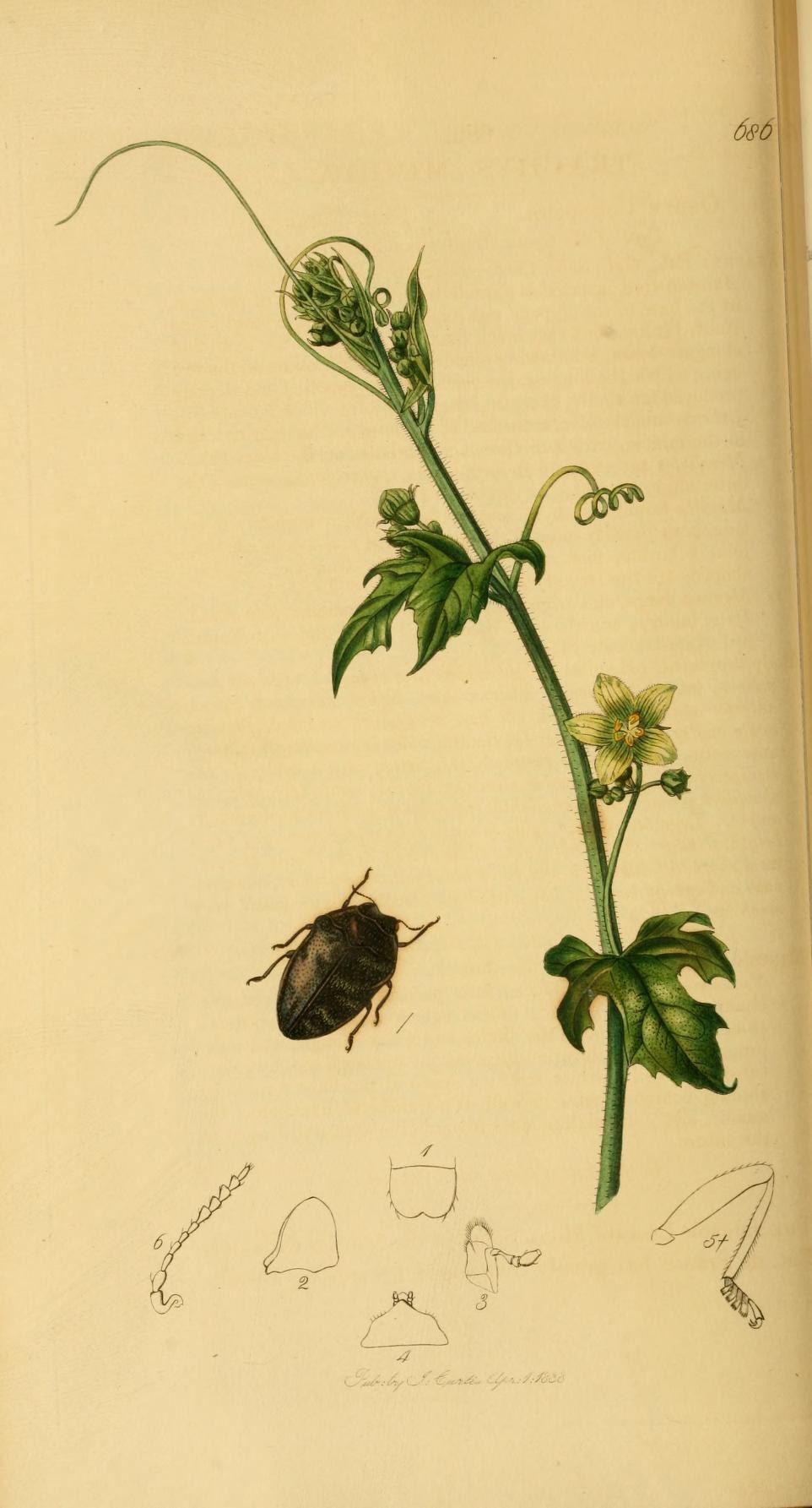 Ein aufgeschlagenes Buch mit dem Titel "Die Naturgeschichte der Pflanzen und Insekten" zeigt eine detaillierte Illustration eines Käfers, umgeben von einer Pflanze mit Blättern und einer Blume, zusammen mit anderen Pflanzen- und Insektenzeichnungen.