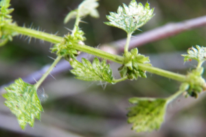 Ein Nahaufnahme eines amerikanischen Germanders mit leuchtend grünen Blättern und einem sichtbaren Stängel, mit einem unscharfen Hintergrund.