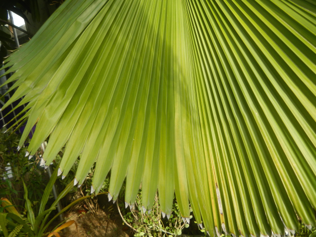 Nahaufnahme eines grünen Palmwedels in einem Garten, umgeben von anderen Pflanzen am Boden.