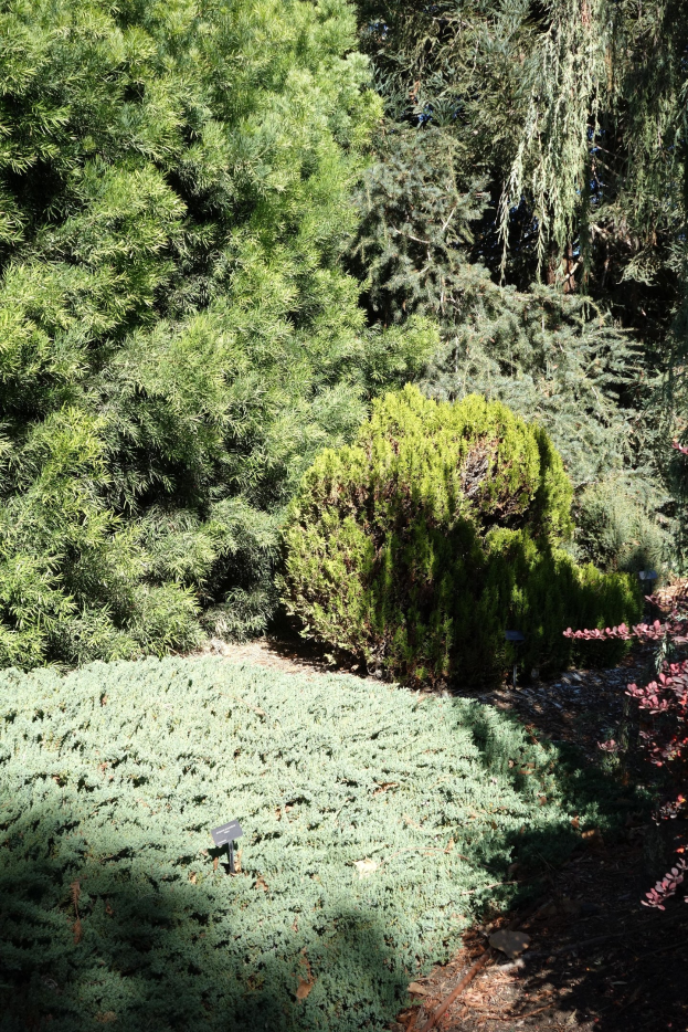 Ein Garten mit dichtem Grün und Bäumen, mit sichtbarem Boden.