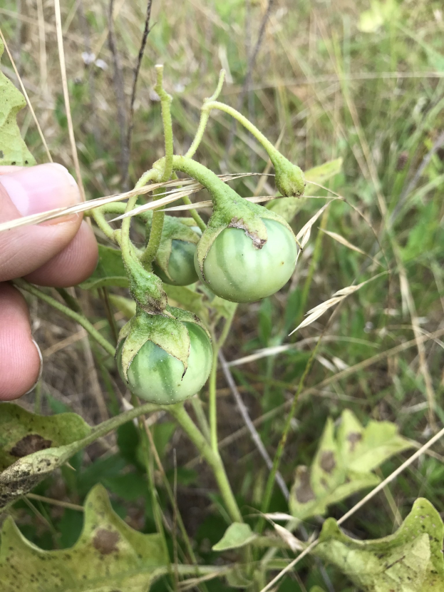 Eine Person, die einen Bund grüner Tomaten an einer Pflanze hält, mit der Hand auf der linken Seite, während die Tomaten scheinbar von Mehltau befallen sind.