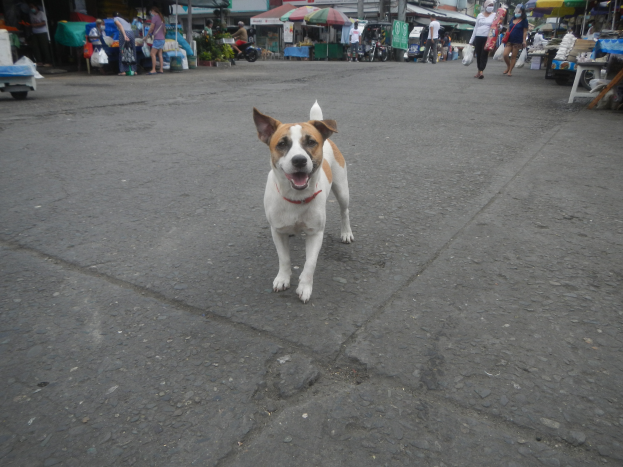 Ein Hund spaziert durch eine Straße vor einem Markt, umgeben von Menschen mit Taschen, Fahrzeugen, Ständen, Schirmen und anderen Gegenständen im Hintergrund unter einem klaren blauen Himmel.
