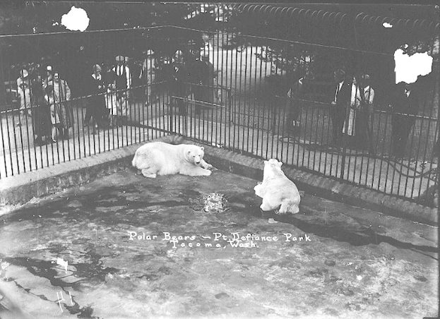 Zwei Eisbären in einem Zoogehege, umgeben von einem Metallzaun und einer Gruppe von Menschen in der Nähe, dargestellt in Schwarz-Weiß.