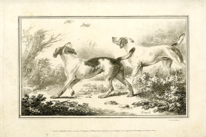 Zwei Hunde laufen in einem bewaldeten Gebiet mit Pflanzen und Bäumen, mit Text am unteren Bildrand.