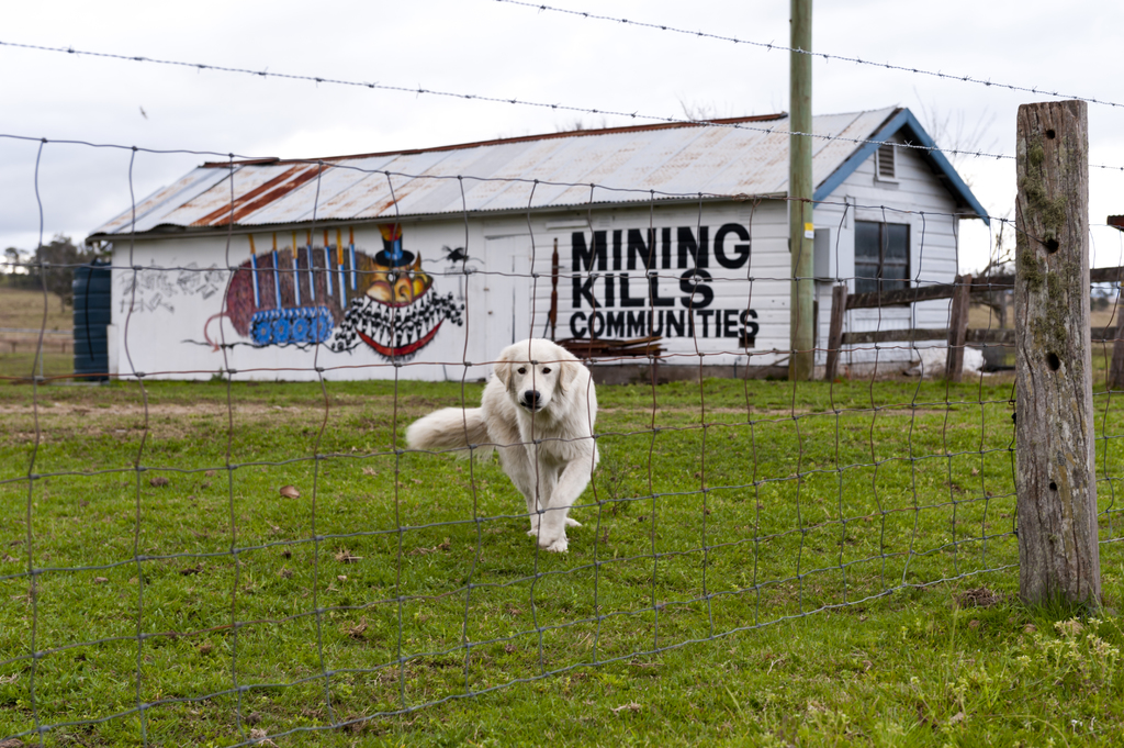 Ein Hund steht auf einer Grasfläche hinter einem Zaun, mit einem Haus im Hintergrund.