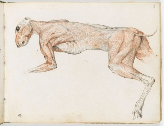 Detailiertes anatomisches Zeichnung eines Windhundes auf einem offenen Buch, das seine Muskeln von Kopf bis zu den Beinen zeigt.