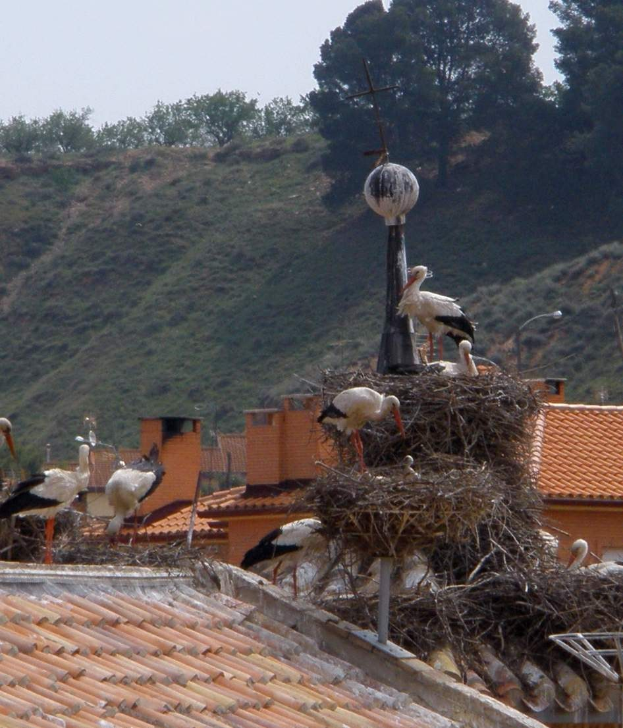 Eine Gruppe Weißstörche auf einem Dach mit einem Nest im Vordergrund und Bäumen auf einem Hügel im Hintergrund unter einem sichtbaren Himmel.