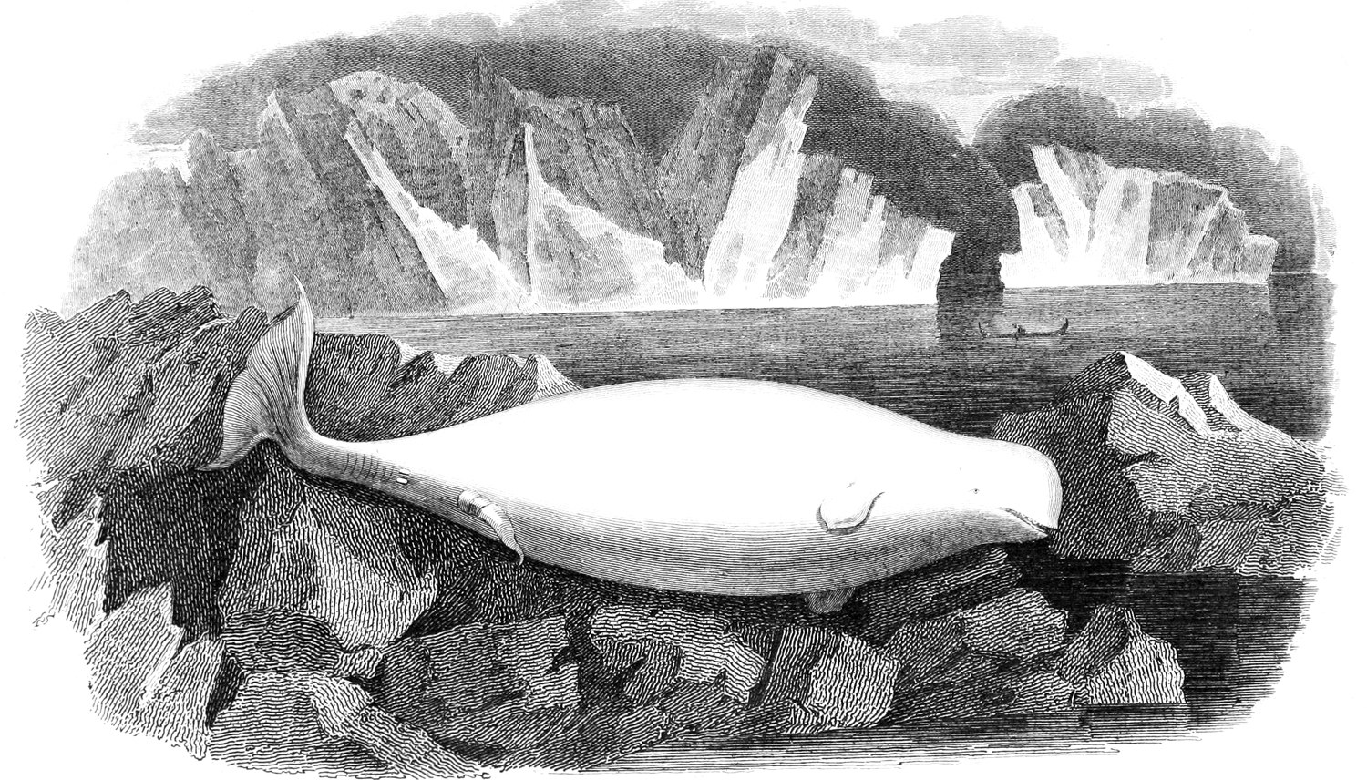 Schwarze und weiße Zeichnung eines Wals auf einem Felsen im Wasser mit Eisbergen im Hintergrund und Text unten.